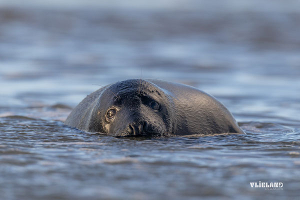 Zeehond met Melanisme oogcontact in het water, jan 25