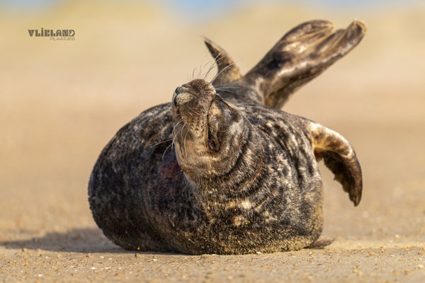 Zeehond mannetje Banana Pose, dec 24