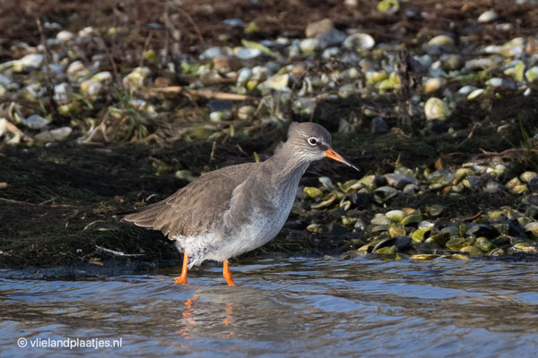 Tureluur 09.,01.2022