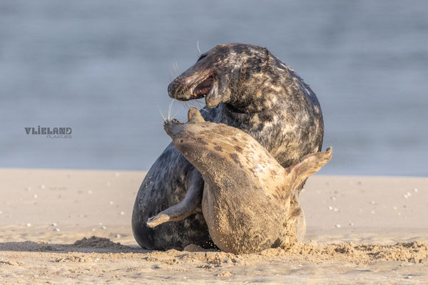 Zeehond vrouwtje bijt mannetje, jan 25 (2)
