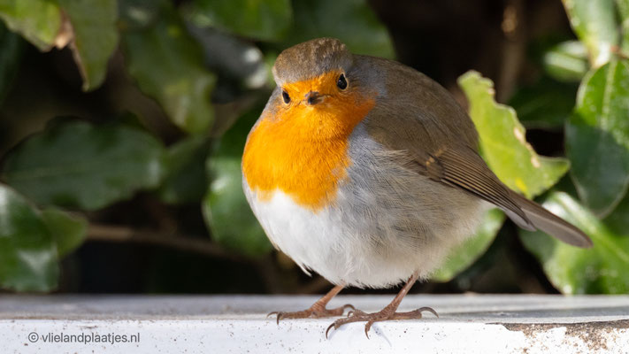 Roodborst 31.01.2022