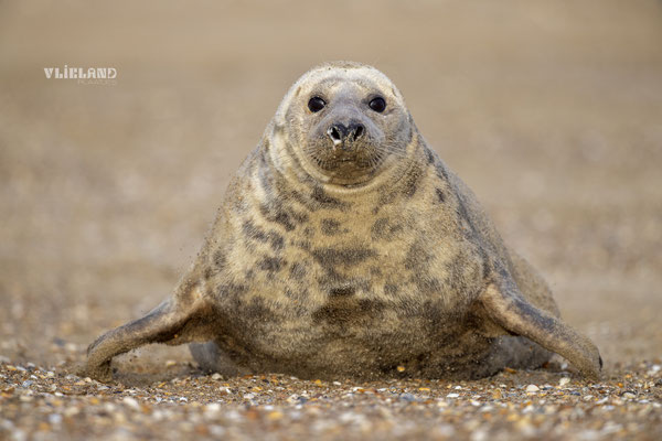 Moder eerste pup, dec 2024 (3)