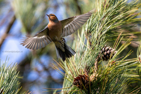 Opvliegende Vink Bomenland Vlieland maart 2024