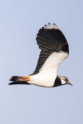 Kievit in vlucht maart 2022