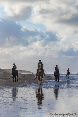 'Paarden op het Noordzeestrand Vlieland'