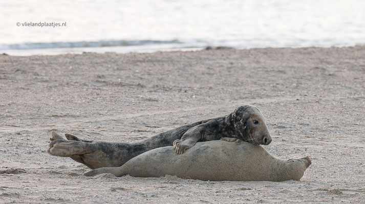 Parende Zeehonden, shot uit mijn video die ik erover maakte. Zie Vlieland TV