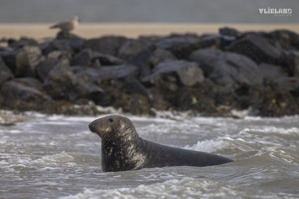 Grijze zeehond kijkt toe vanuit de branding, dec 24