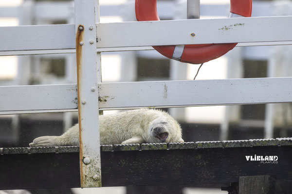 Zeehond pup op steiger, dec 24 (7)