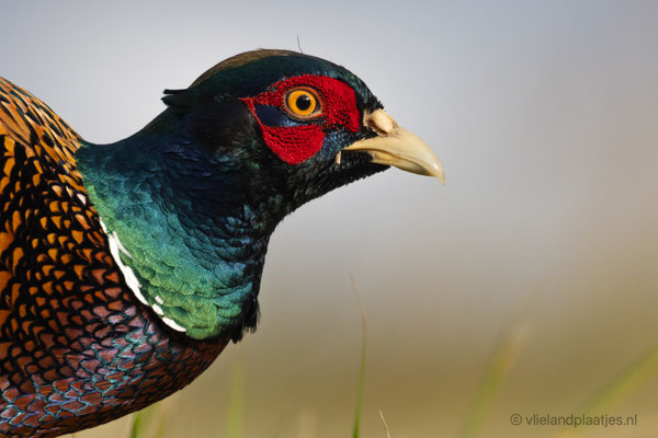 de Fazant III Vlieland nov 2021