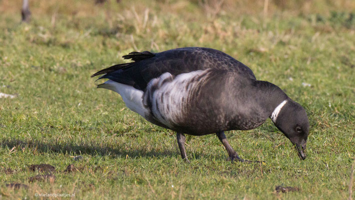 Zwarte Rotgans, jan 2023