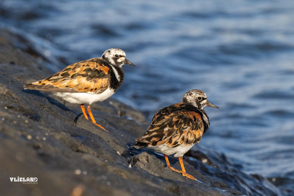 Steenlopers in zomerkleed, juli 2025