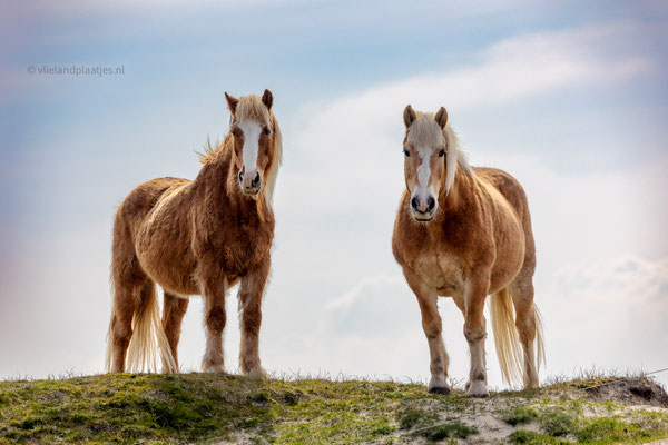 Midde en Martin, twee lieve oudjes