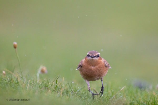 Tapuit rent recht op me af, okt 2023 Jachthaven Vlieland