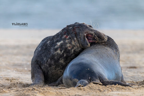 Zeehonden mannetjes in gevecht (2), jan 25