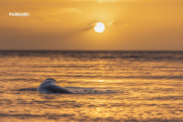 Zeehond in zee met zonsopkomst, dec 24 (2)