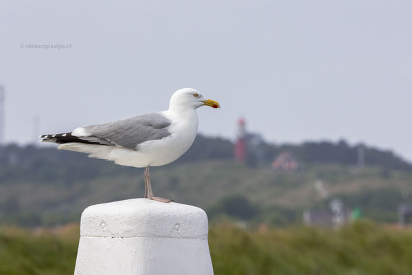 Meeuw en Vuurtoren, mei 2024