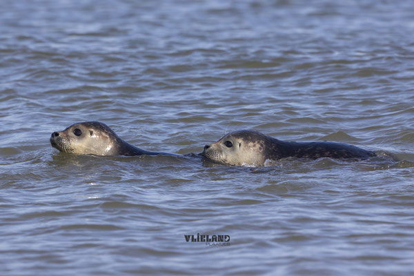 Balloon & Sophie op elkaar in zee, okt 24