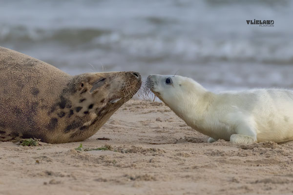 Eerste pup met moeder (Grijze Zeehond ), 28 november 2025