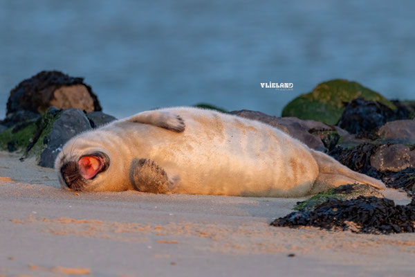 Zeehond PuP met zonsonderganglicht en bek open, januari 2026