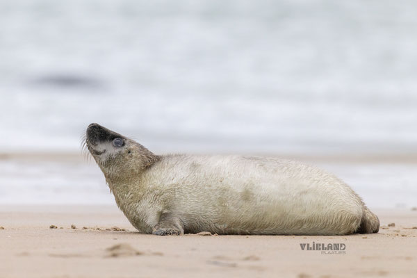 Grote Witte pup kijkt omhoog, jan 2025
