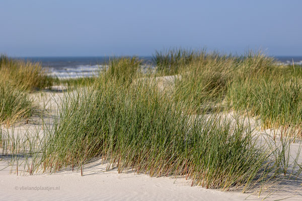 Helmgras en duintjes, mei 24