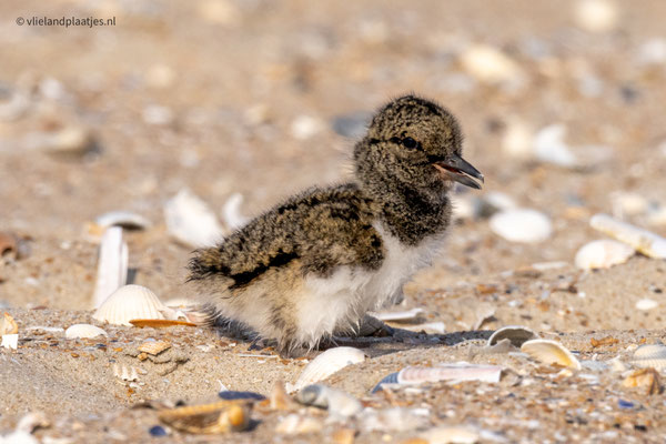 Scholekster jong aan de wandel (2) '23