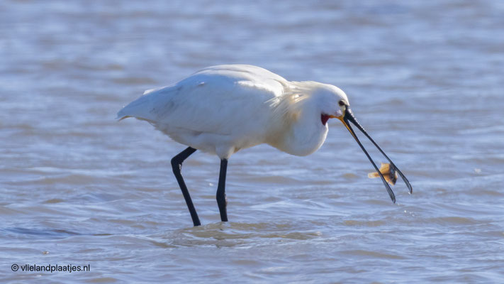 Lepelaar aan de Bot, 18 maart 2022