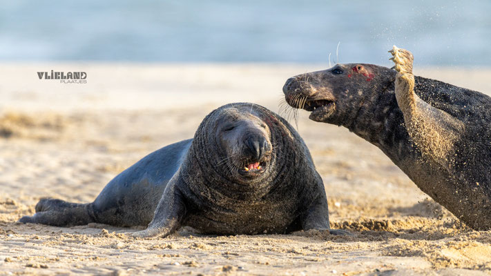 Mannetje haalt uit met zijn klauw, jan 2025
