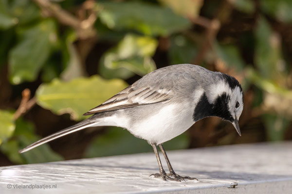Witte Kwikstaart, 16 maart 2022