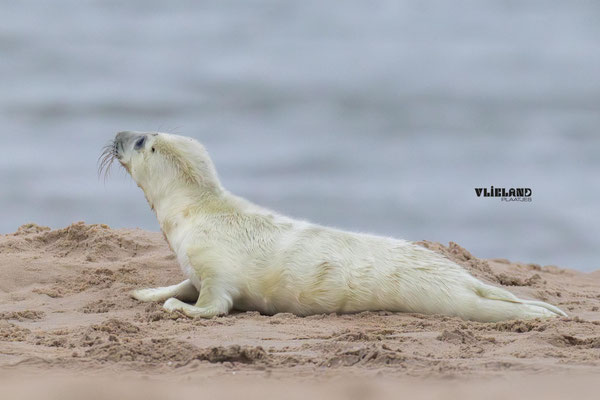Eerste Pup op Vlieland, 27 november 2025