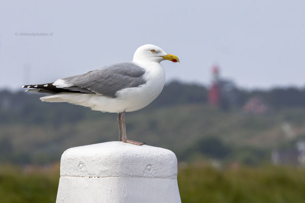 Meeuw op Meerpaal, mei 24