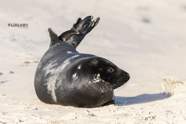 Zeehond met Melanisme krult in het zonnetje, jan 25