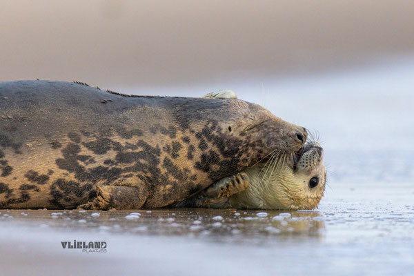 Moeder en pup in Knuffelstand (2) dec 2024