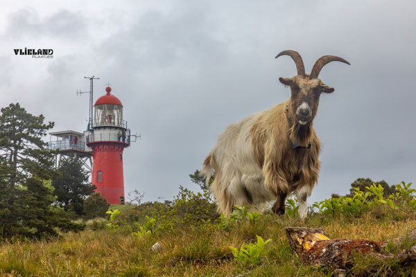 Geit voor de vuurtoren, mei 2026