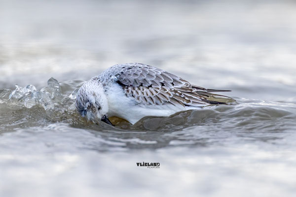 drieteenstrandloper neemt zeebad, november 2025