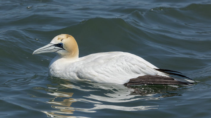 Jan van Gent bij de haveningang, juni 22