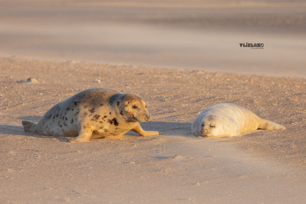 Moeder met pup op het strand, 2 januari 2026