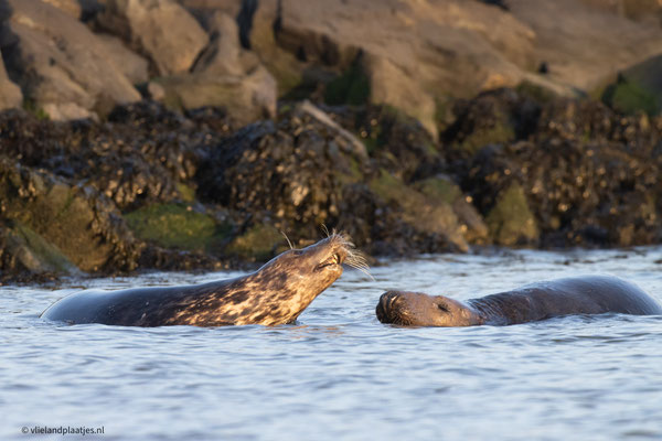 Grijze zeehond in de namiddagszon, dec 22 (II)
