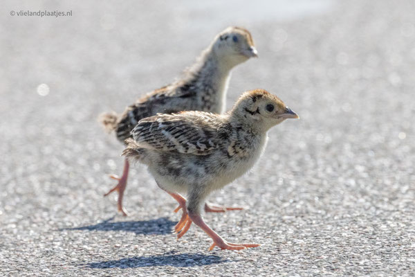 Fazantje overstekend (juni 23)