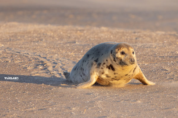 Zeehond (v) met kruipsporen in het warme ochtendlicht-2, januari 2026