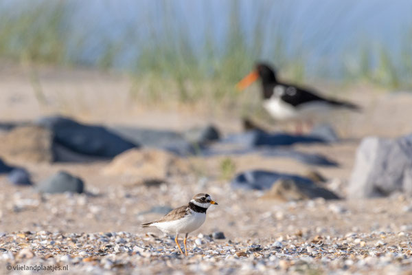 Bontbekplevier en Scholekster aan de wandel NO hoek juni '23