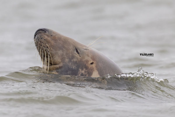 Zeehond Zen in Zee II, november 2025