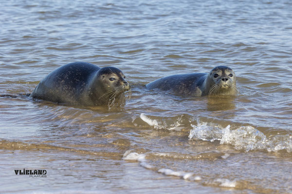 Balloon & Sophie aan de vloedlijn in zee, okt 24