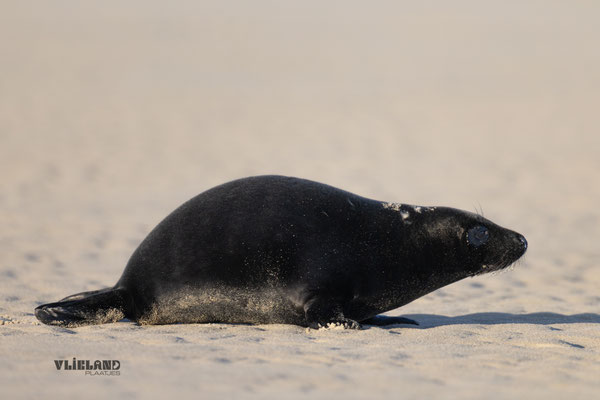 Zeehond met Melanisme gaat zwemmen, jan 25