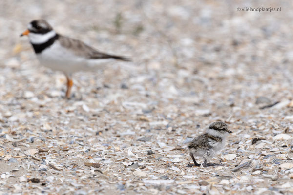 Bontbekplevier, pul met ouder (7-23)