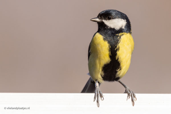 Koolmees, nov 22 III