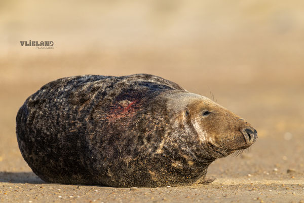 Zeehond mannetje ontspannend voor zich uit kijkend, dec 24