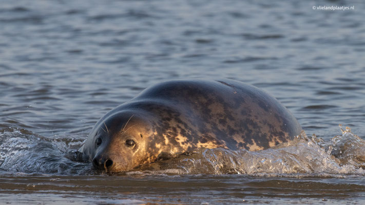 Grijze zeehond in de namiddagszon, dec 22 (V)