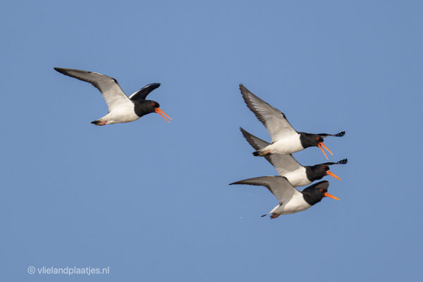 Kwartet Scholeksters, maart 2022 (II)
