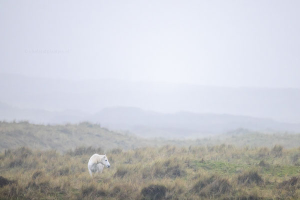 Wit Paard in de mist in het duin, dec 2023